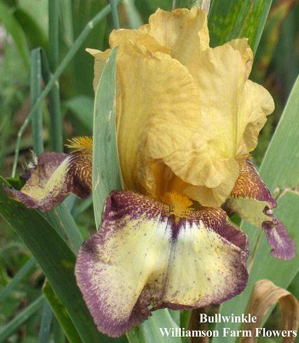 Photo of Border Bearded Iris (Iris 'Bullwinkle') uploaded by Calif_Sue