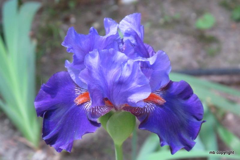 Photo of Tall Bearded Iris (Iris 'Lecture') uploaded by MargieNY