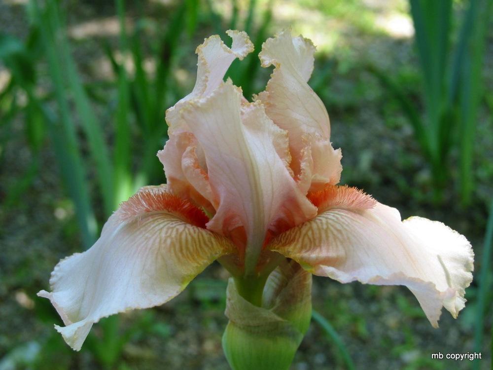 Photo of Intermediate Bearded Iris (Iris 'Magic Bubbles') uploaded by MargieNY