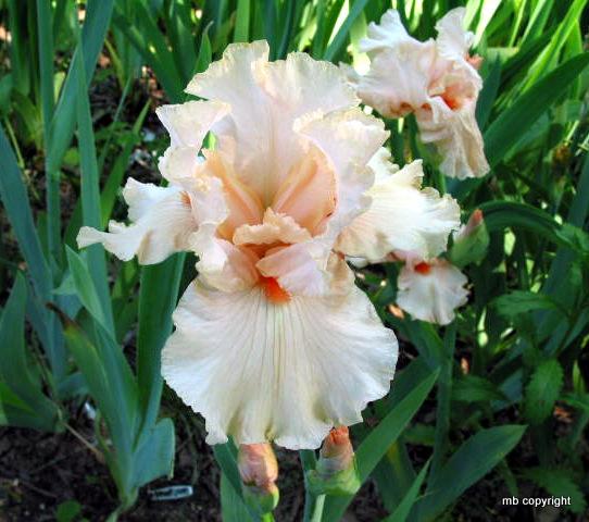 Photo of Border Bearded Iris (Iris 'October Splendor') uploaded by MargieNY