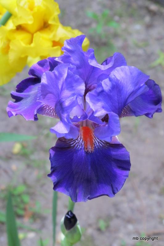 Photo of Tall Bearded Iris (Iris 'Lecture') uploaded by MargieNY