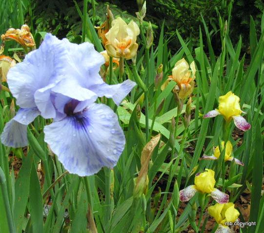 Photo of Arilbred Iris (Iris 'Mohr Pretender') uploaded by MargieNY