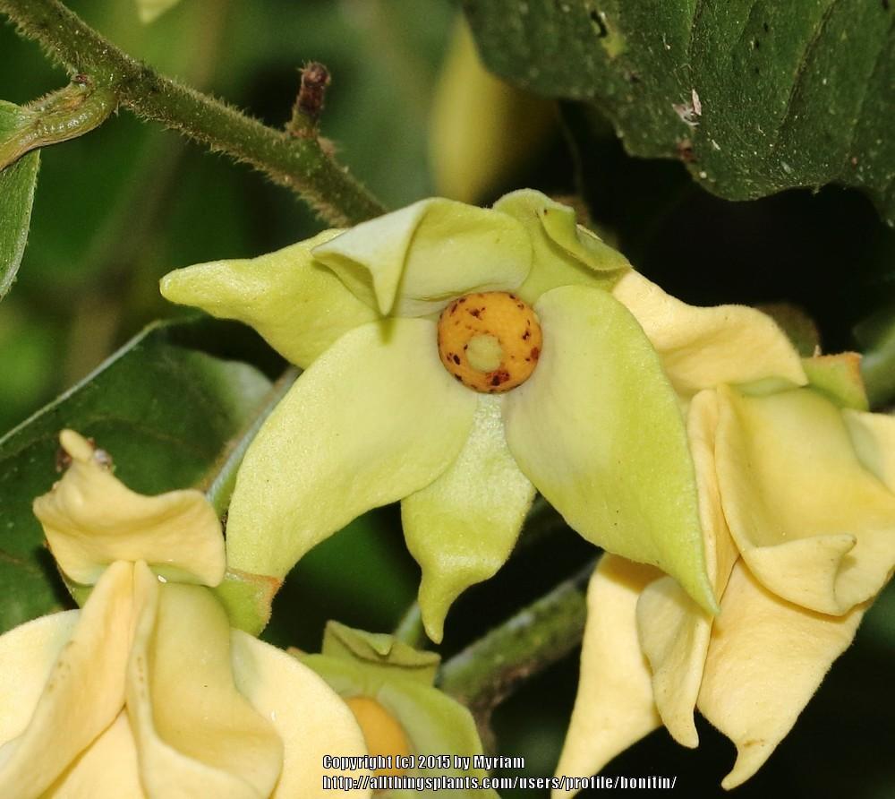 Photo of Guatteria australis uploaded by bonitin