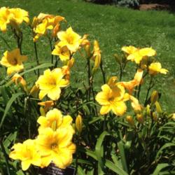 Location: New York Botanical Gardens Bronx NY
Date: July 2014
Full sun.