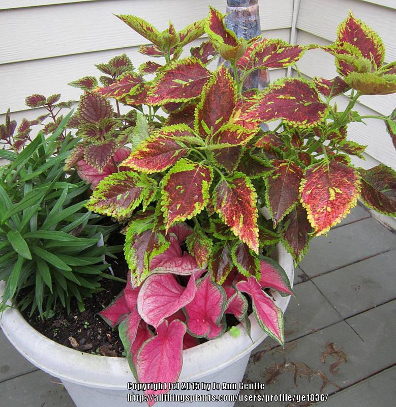 Photo of Coleus (Coleus scutellarioides 'Olympic Torch') uploaded by ge1836