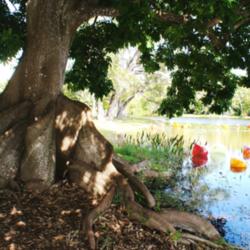 Location: Miami, FL
Date: 2014-12
Fairchild gardens - trunk of a mature tree