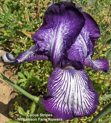 Photo of Tall Bearded Iris (Iris 'Circus Stripes') uploaded by Calif_Sue
