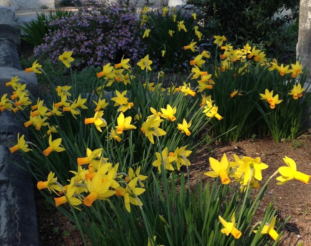 Photo of Cyclamineus Daffodil (Narcissus 'Itzim') uploaded by HamiltonSquare