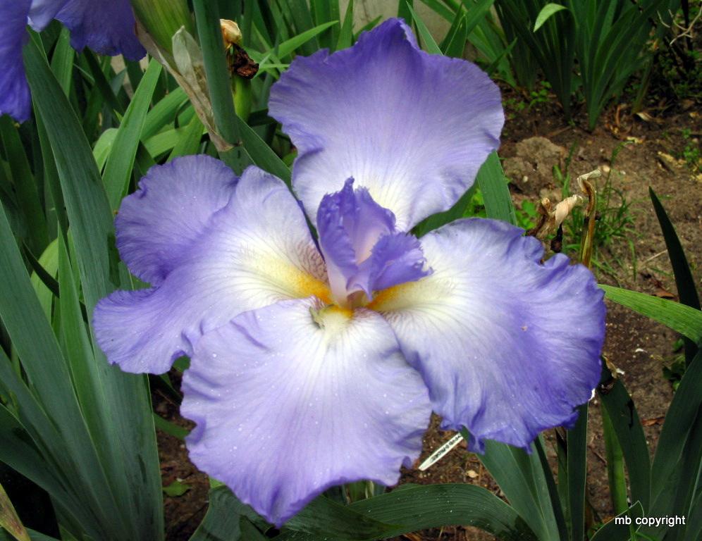Photo of Tall Bearded Iris (Iris 'Six Pack') uploaded by MargieNY