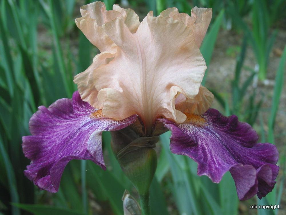 Photo of Border Bearded Iris (Iris 'Shenanigan') uploaded by MargieNY