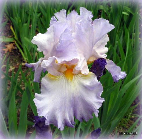 Photo of Tall Bearded Iris (Iris 'Sharlee') uploaded by MargieNY