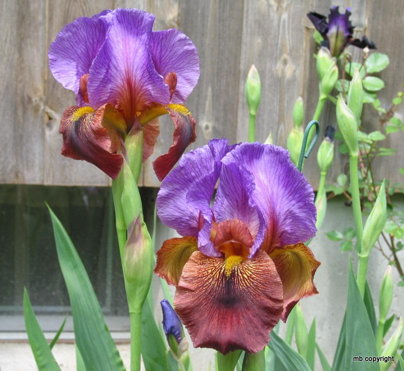 Photo of Arilbred Iris (Iris 'Sheik') uploaded by MargieNY