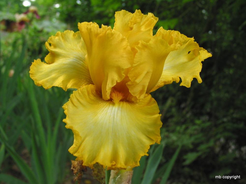 Photo of Tall Bearded Iris (Iris 'Speculator') uploaded by MargieNY