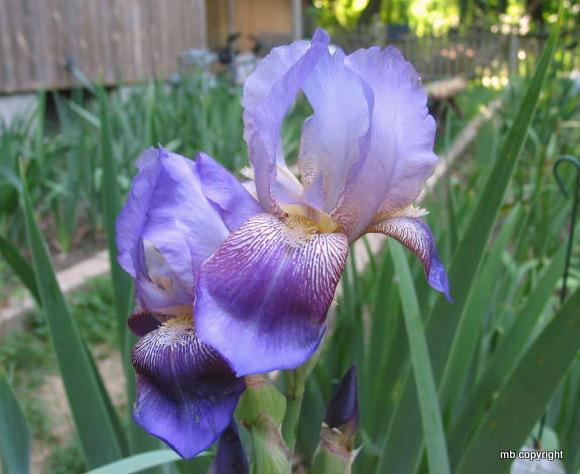 Photo of Tall Bearded Iris (Iris 'September Sailor') uploaded by MargieNY