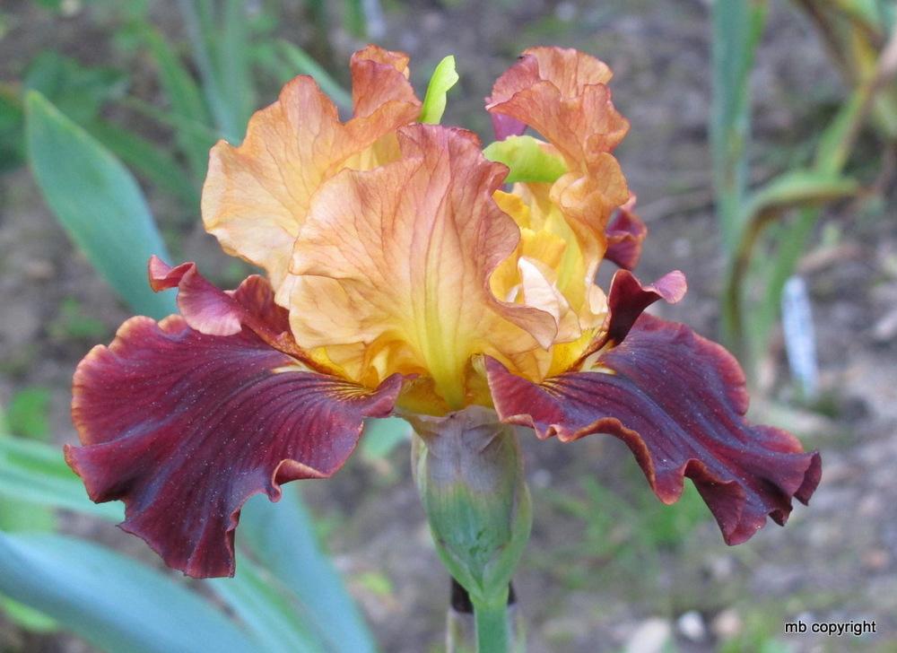 Photo of Tall Bearded Iris (Iris 'Solar Fire') uploaded by MargieNY