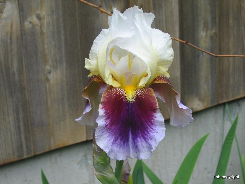 Photo of Tall Bearded Iris (Iris 'Striped Red Neglecta') uploaded by MargieNY