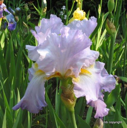 Photo of Tall Bearded Iris (Iris 'Sharlee') uploaded by MargieNY
