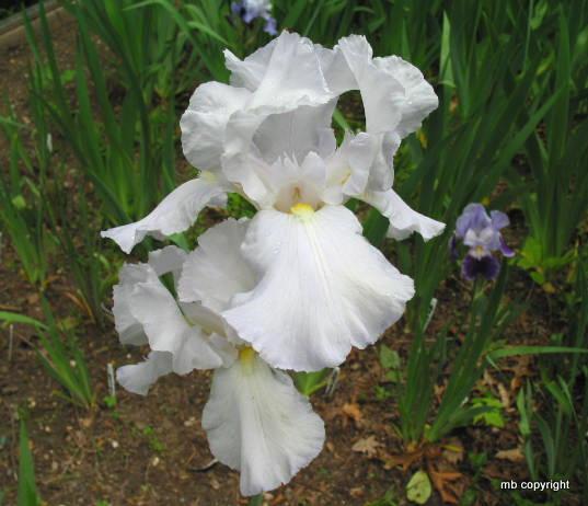 Photo of Tall Bearded Iris (Iris 'Snow Flurry') uploaded by MargieNY