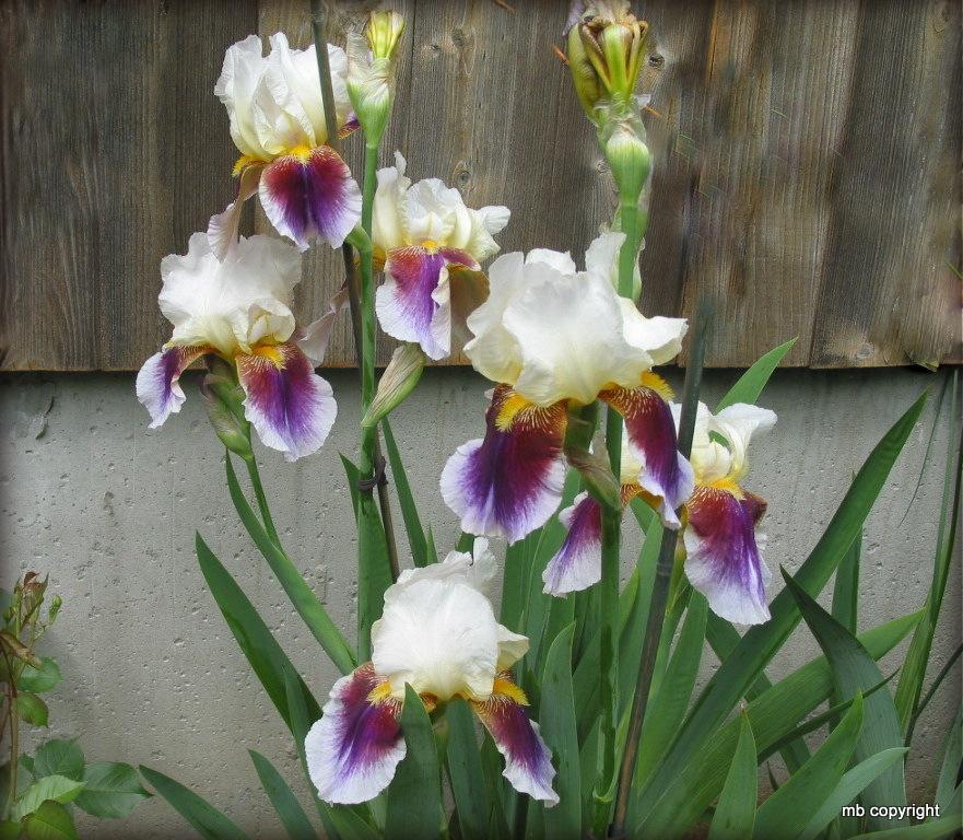 Photo of Tall Bearded Iris (Iris 'Striped Red Neglecta') uploaded by MargieNY