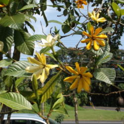 Location: Hilo, Hawai'i Island
Date: 2/10/2015
Flowering tree.