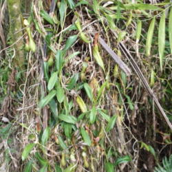 Location: Hawaiian Acres, Puna, Hawai'i.
Date: 2014-05-11
Aggressive vines after strangling a native Tree Fern (Cibotium).
