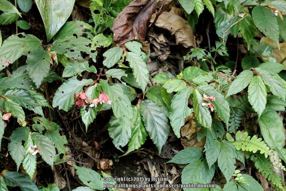 Photo of Begonia (Begonia spinibarbis) uploaded by bonitin