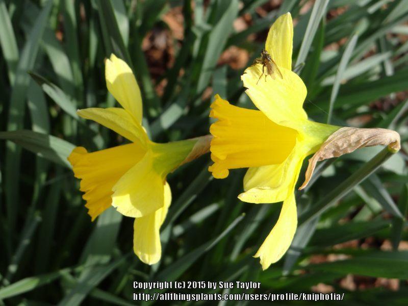 Photo of Large Cupped Daffodil (Narcissus 'Havelock') uploaded by kniphofia