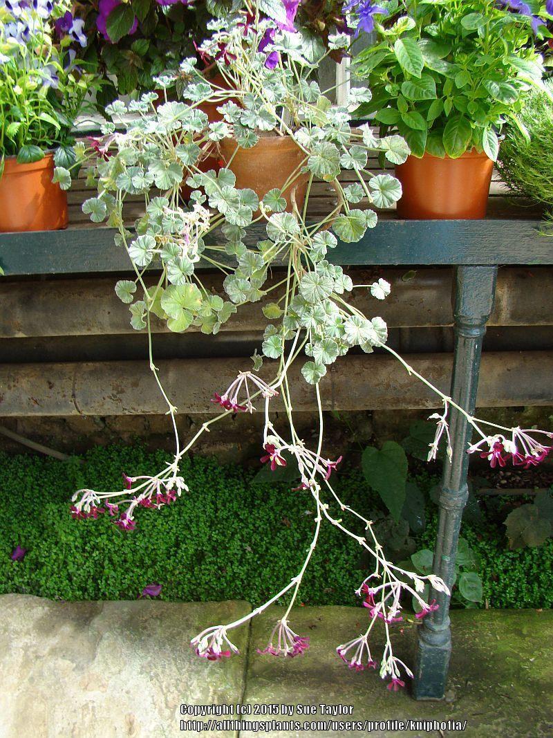 Photo of South African Geranium (Pelargonium sidoides) uploaded by kniphofia