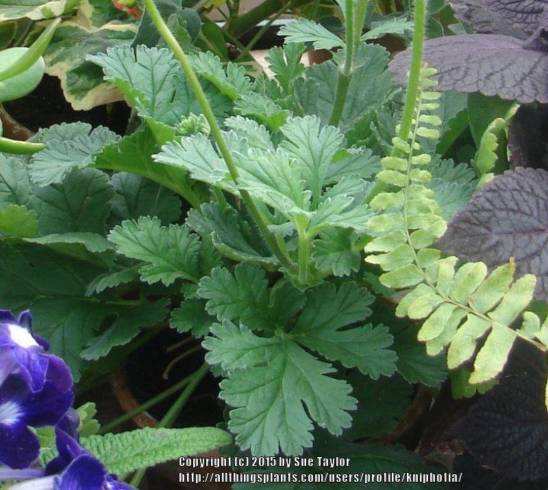 Photo of Pelargonium (Pelargonium x ardens) uploaded by kniphofia
