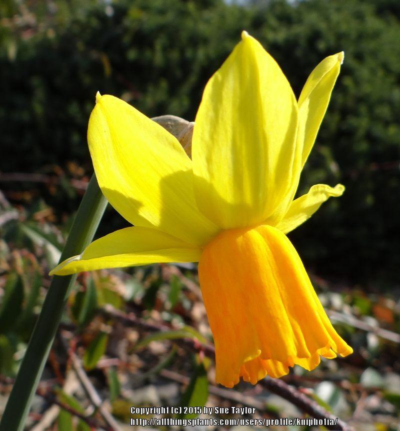Photo of Cyclamineus Daffodil (Narcissus 'Jetfire') uploaded by kniphofia