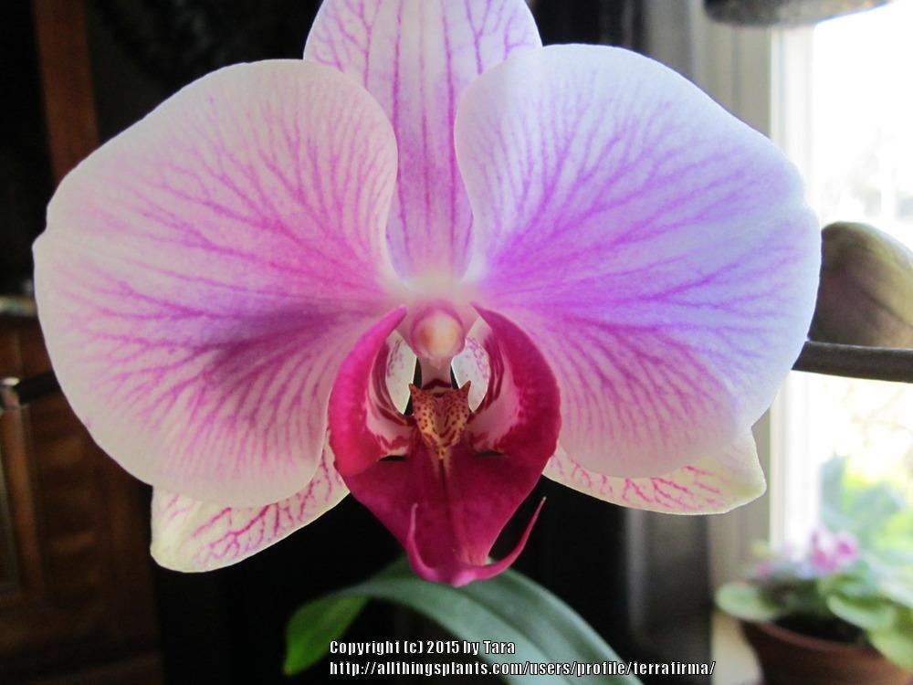 Photo of Moth Orchid (Phalaenopsis) uploaded by terrafirma