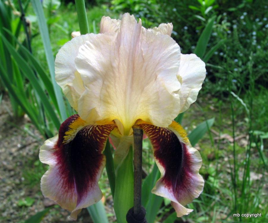 Photo of Tall Bearded Iris (Iris 'Triumphal Entry') uploaded by MargieNY