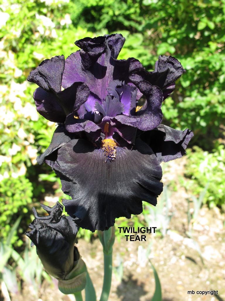 Photo of Tall Bearded Iris (Iris 'Twilight Tear') uploaded by MargieNY