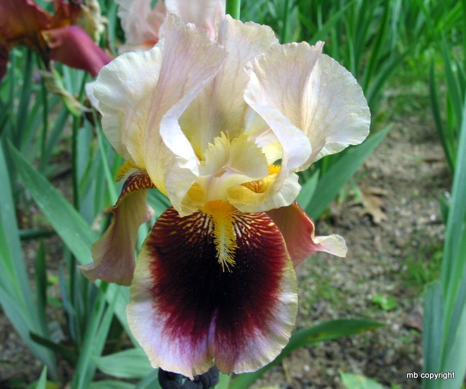 Photo of Tall Bearded Iris (Iris 'Triumphal Entry') uploaded by MargieNY