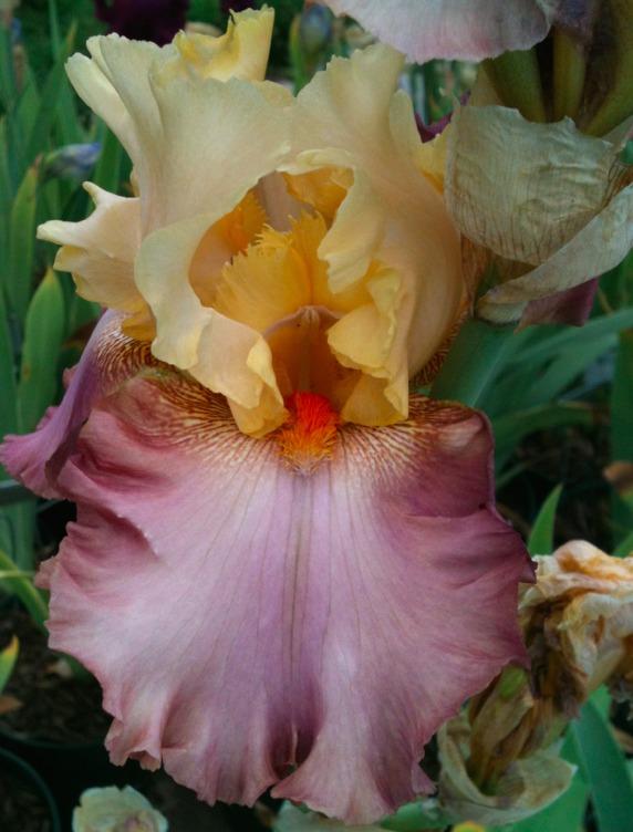 Photo of Tall Bearded Iris (Iris 'High Chaparral') uploaded by Moiris