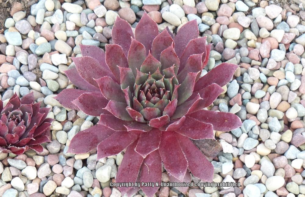 Photo of Hen and Chicks (Sempervivum 'Royal Ruby') uploaded by Patty
