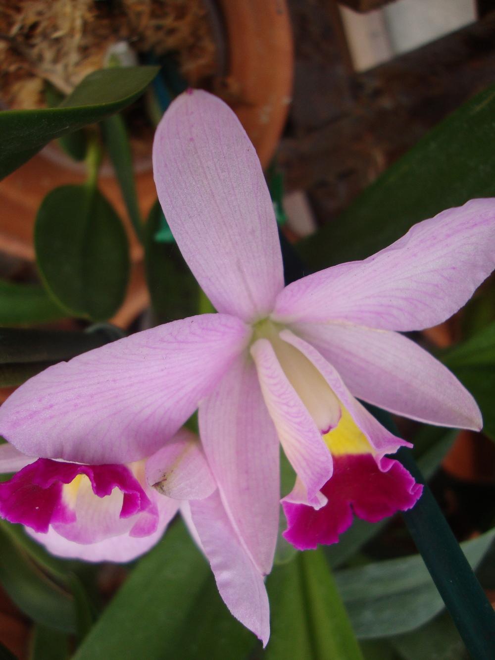 Photo of Orchid (Cattleya) uploaded by Paul2032