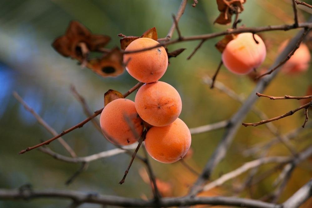 Photo of Apricots (Prunus armeniaca) uploaded by admin