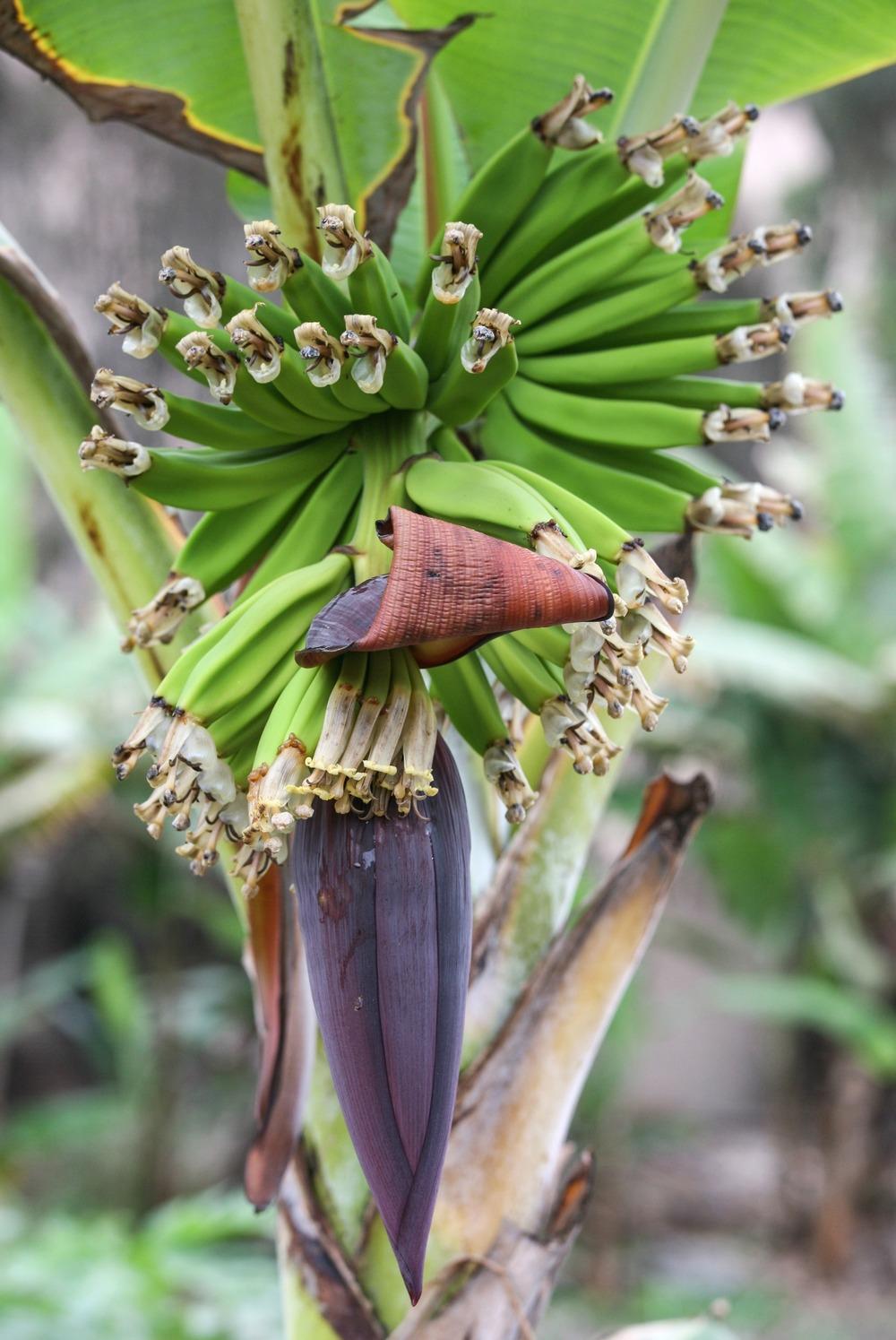 Photo of Banana (Musa acuminata) uploaded by admin