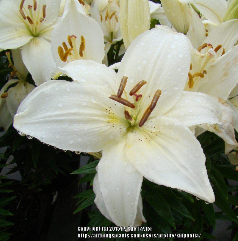 Photo of Lily (Lilium 'New Wave') uploaded by kniphofia