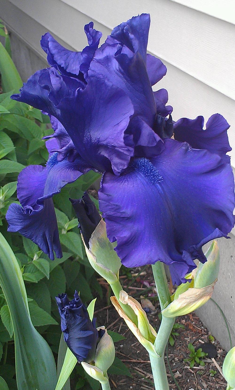 Photo of Tall Bearded Iris (Iris 'Dusky Challenger') uploaded by Irislady