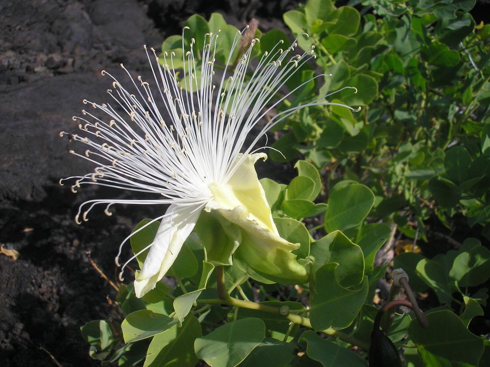 Photo of Hawaiian Caper Bush (Capparis spinosa subsp. cordifolia) uploaded by Metrosideros