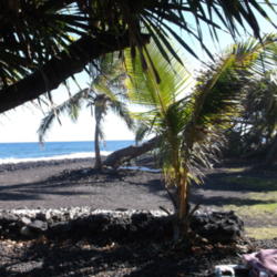 Location: Pohoiki Beach Park, Puna, Hawai'i Island
Date: 1/10/2015
Young tree.