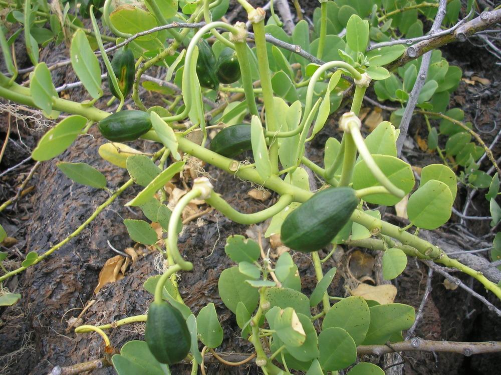 Photo of Hawaiian Caper Bush (Capparis spinosa subsp. cordifolia) uploaded by Metrosideros