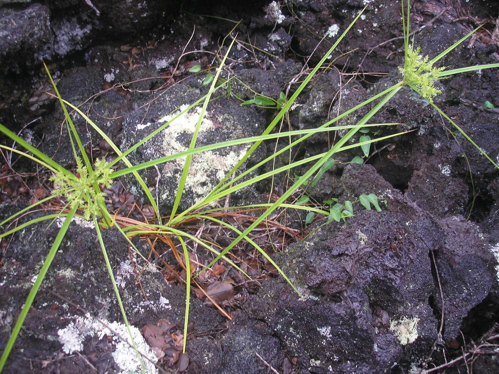 Photo of Cyperus hillebrandii var. hillebrandii uploaded by Metrosideros