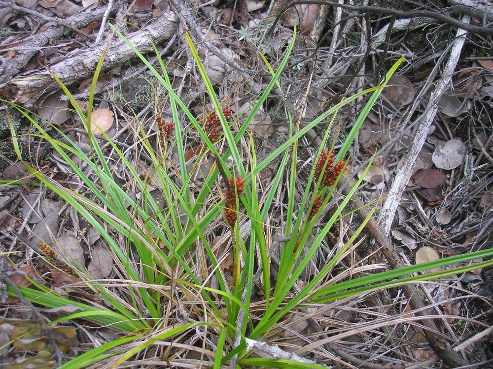 Photo of Sedge (Carex wahuensis subsp. rubiginosa) uploaded by Metrosideros