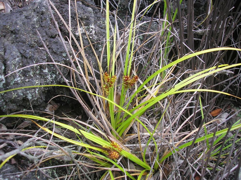 Photo of Sedge (Carex wahuensis subsp. rubiginosa) uploaded by Metrosideros