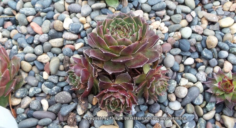 Photo of Hen and Chicks (Sempervivum 'Nocturno') uploaded by Patty