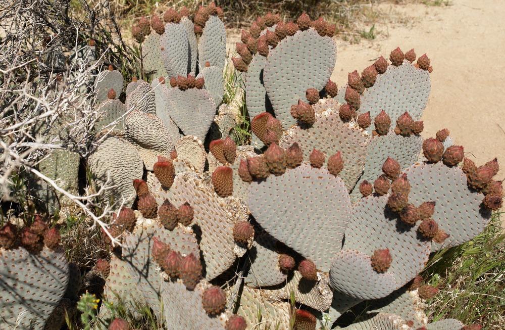 Photo of Beavertail Cactus (Opuntia basilaris) uploaded by admin