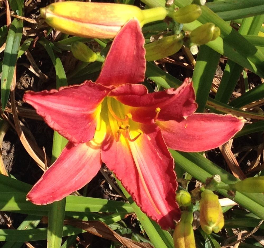 Photo of Daylily (Hemerocallis 'Abluted Pink') uploaded by bxncbx